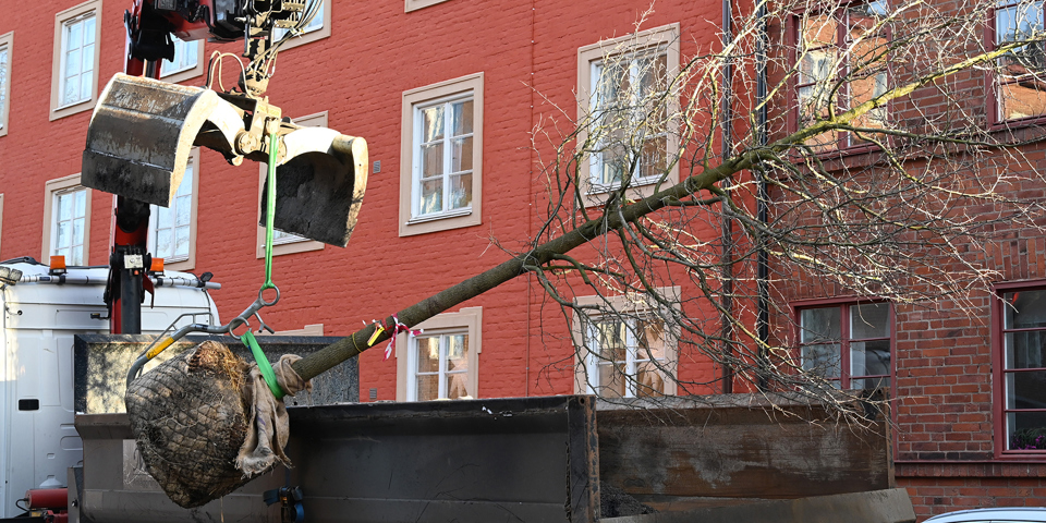 En lastbil intill ett hus som lyfter ett träd, foto.